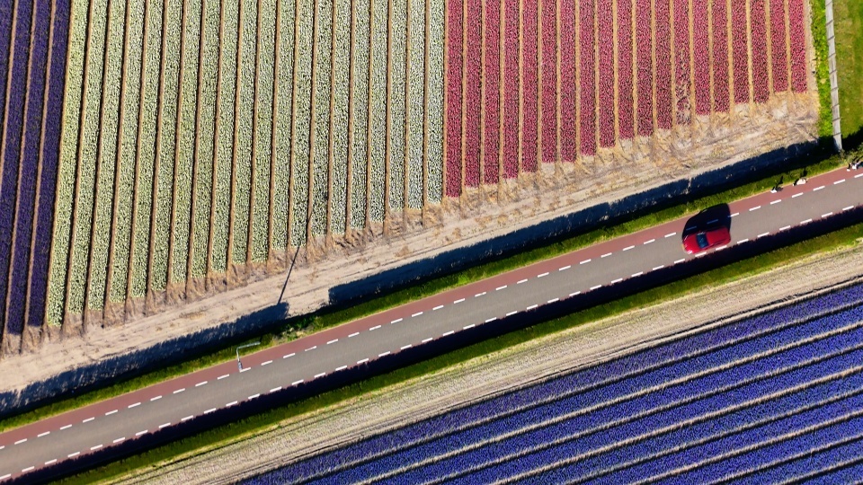 5 Spectacular Annual Flower Shows Worth Planning a Trip Around