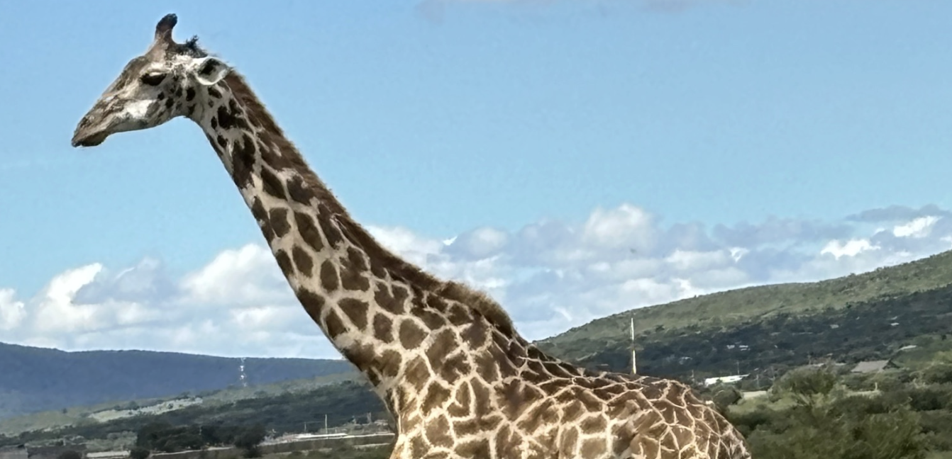 Shellie Sedore's Kenya Safari: When a Leopard Walked Past My Jeep
