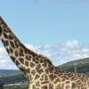 Shellie Sedore's Kenya Safari: When a Leopard Walked Past My Jeep