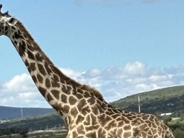 Shellie Sedore's Kenya Safari: When a Leopard Walked Past My Jeep