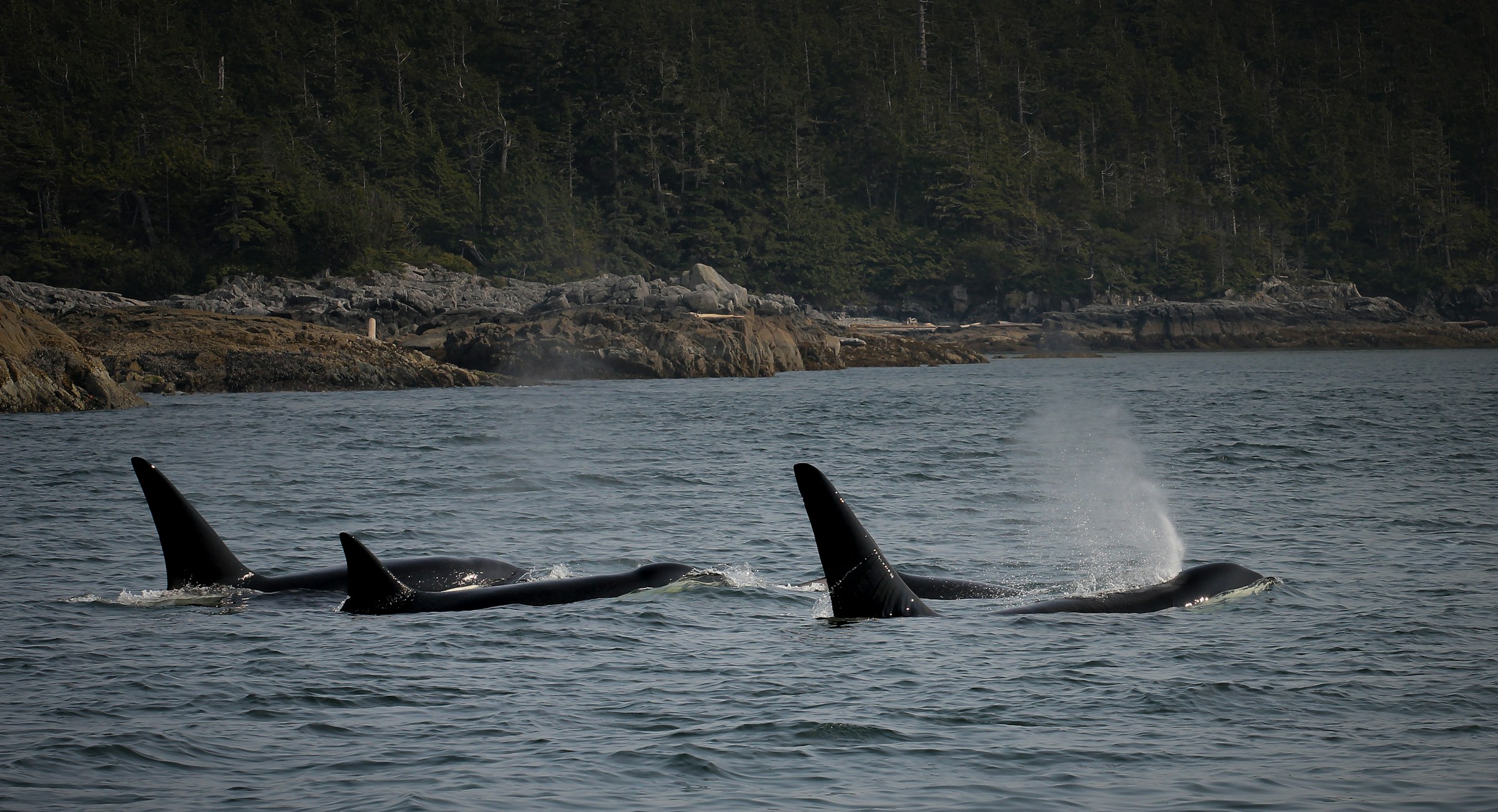 Killer whales (Orcinus orca) - Juneau, Alaska, USA (on Holland America Line)