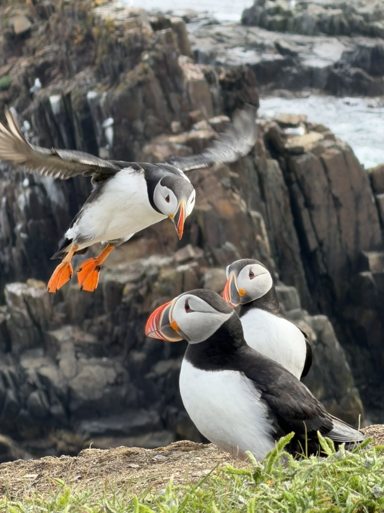Atlantic puffins (Fratercula arctica) - Elliston, Newfoundland, Canada
