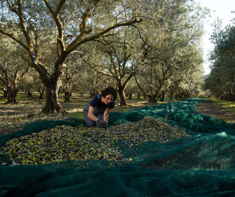 Make Your Own Olive Oil in Provence
