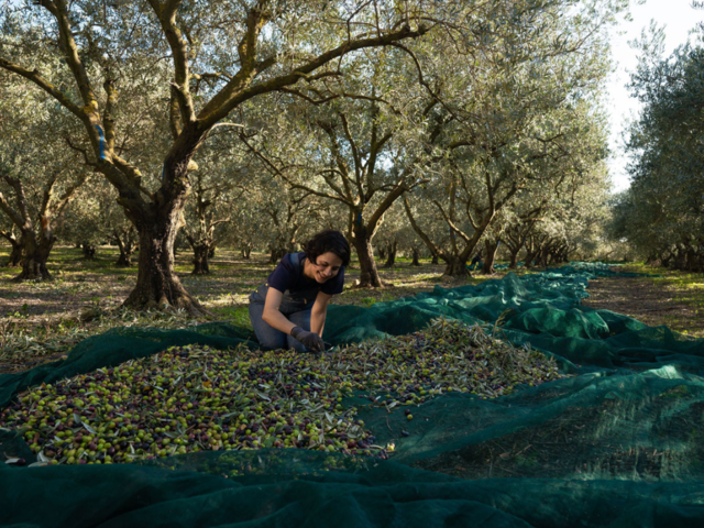 Make Your Own Olive Oil in Provence