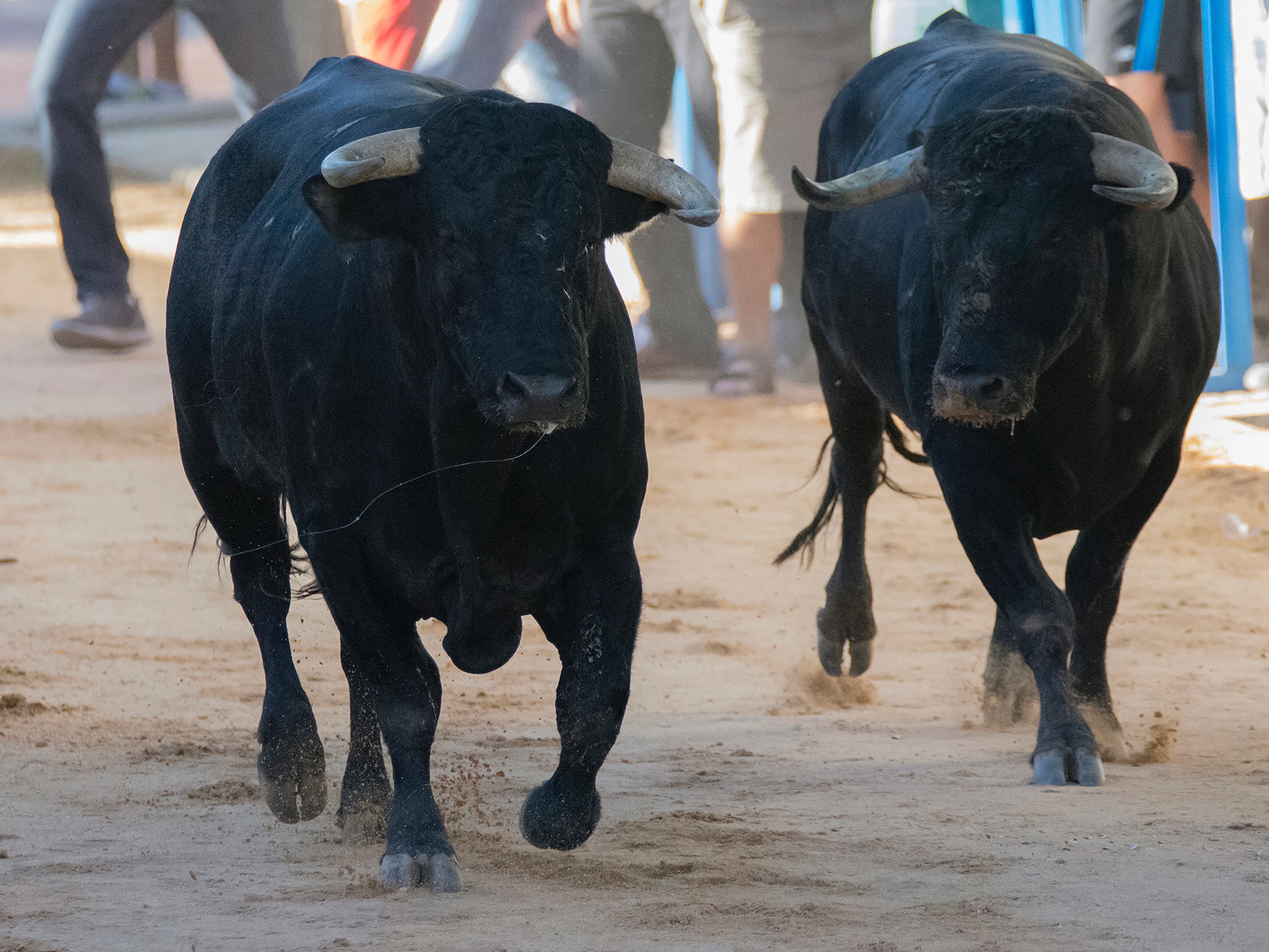 Spain’s Summer Spectacles