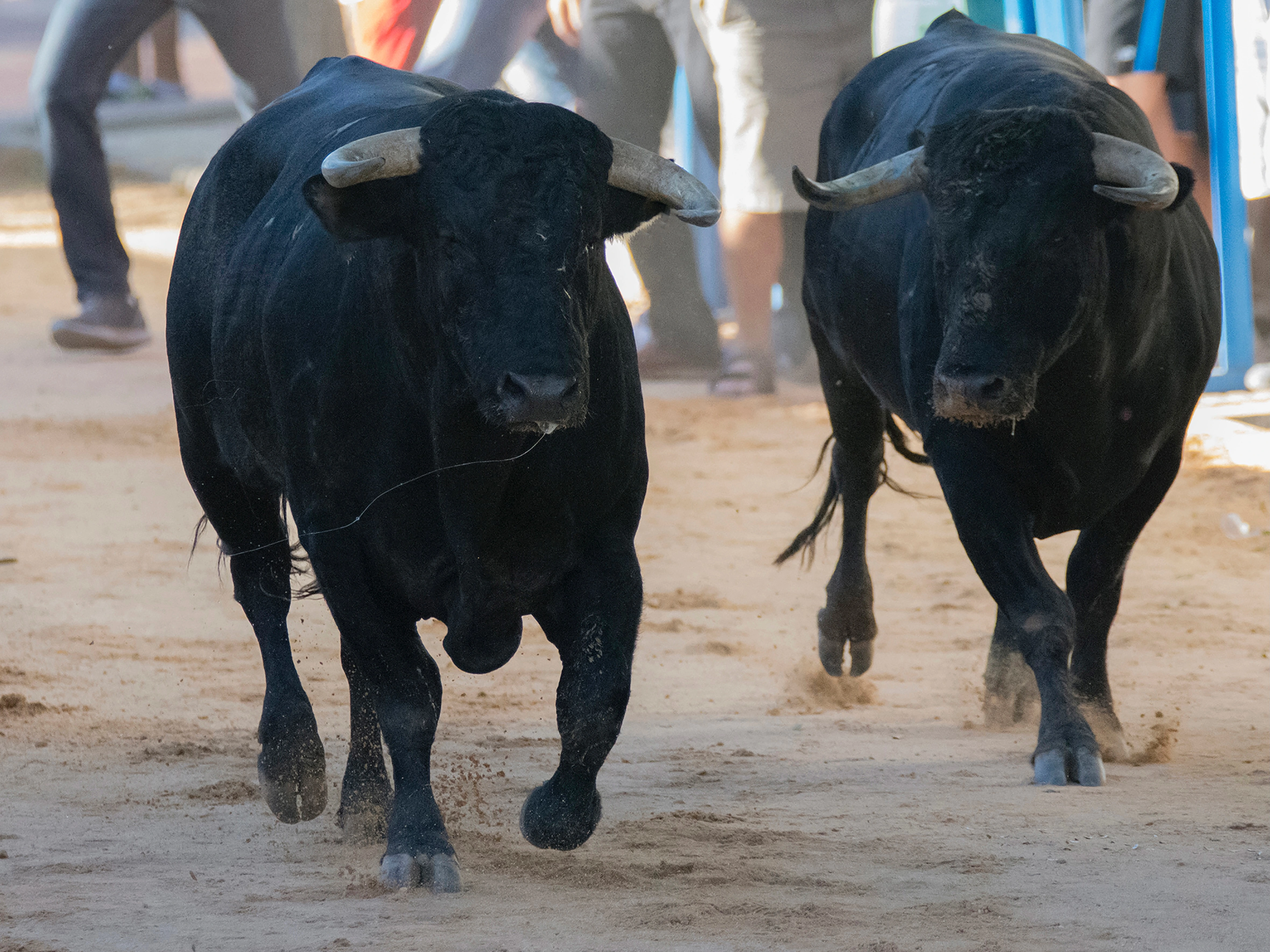 Spain’s Summer Spectacles