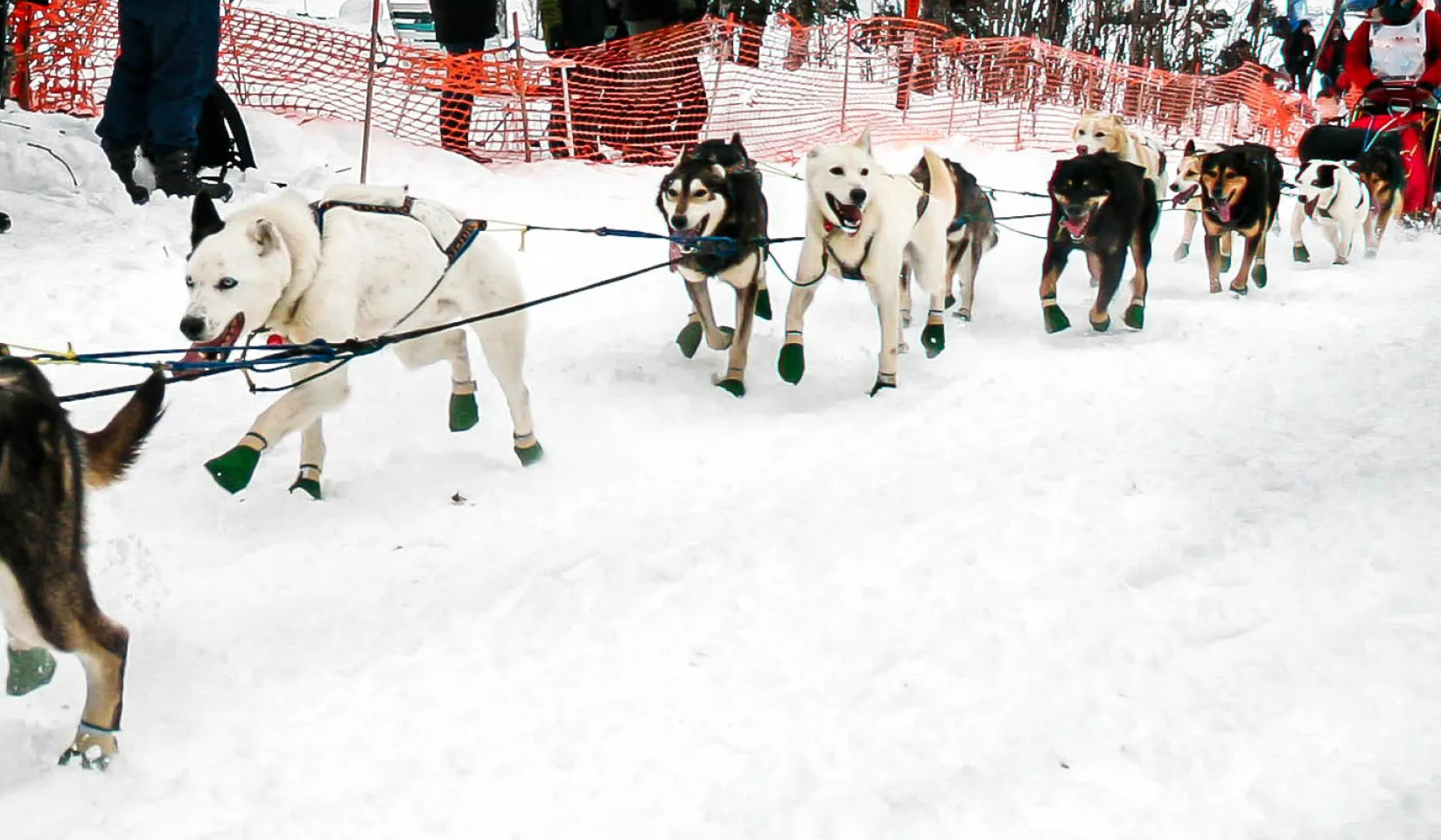 Alaska's Northern Lights With Iditarod - March 2027