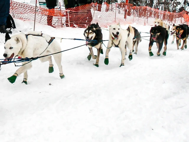 Alaska's Northern Lights With Iditarod - March 2027