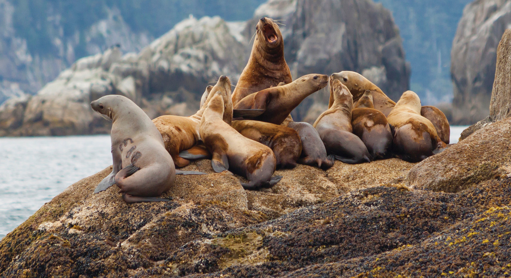 Nature's Best: Alaska With Alaska Cruise - Aug 2027