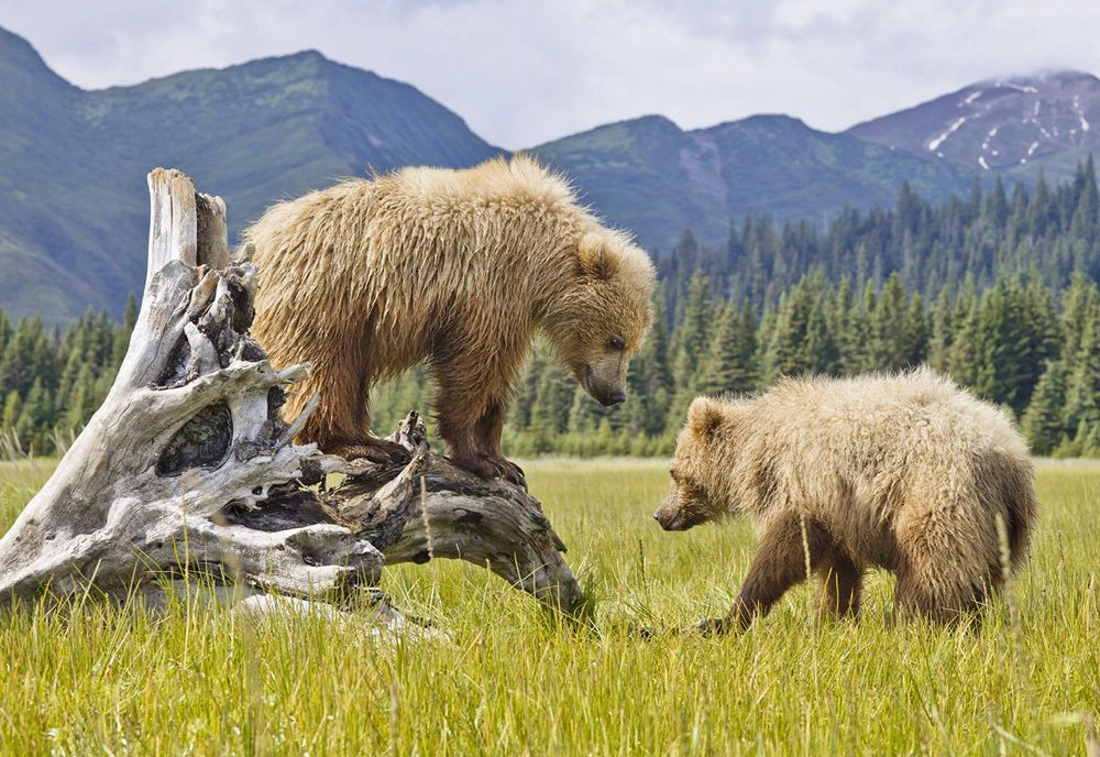 DENALI NATIONAL PARK