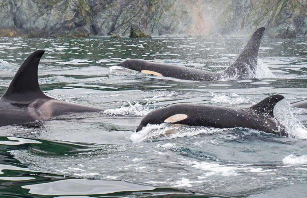 CRUISING: GULF OF ALASKA