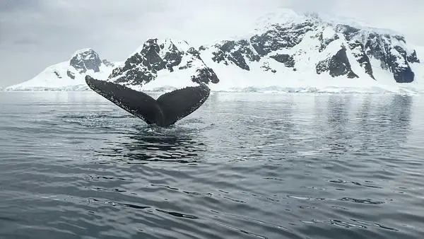 Fri, Jan 7 · Antarctica
