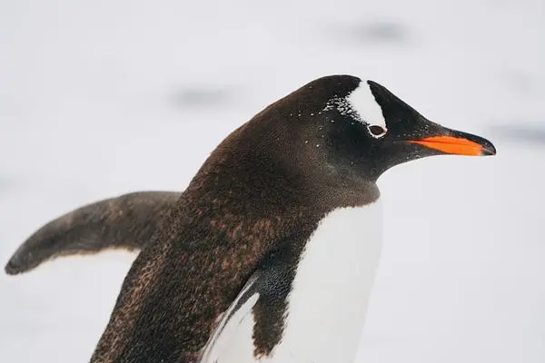 Mon, Jan 10 · Antarctica