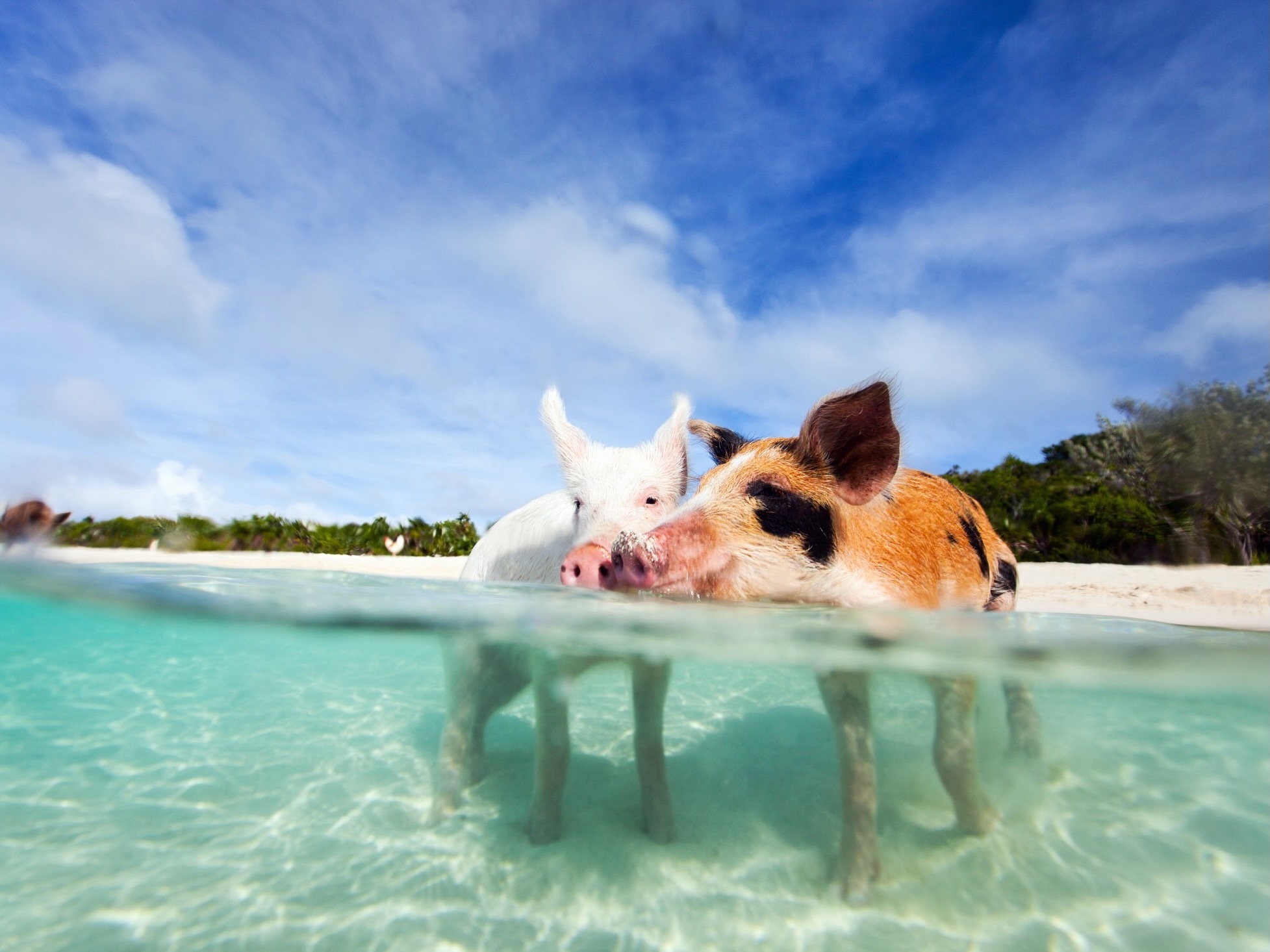 Walk on the Wild Side: Animal Encounters on the Beaches of the Caribbean