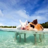 Walk on the Wild Side: Animal Encounters on the Beaches of the Caribbean