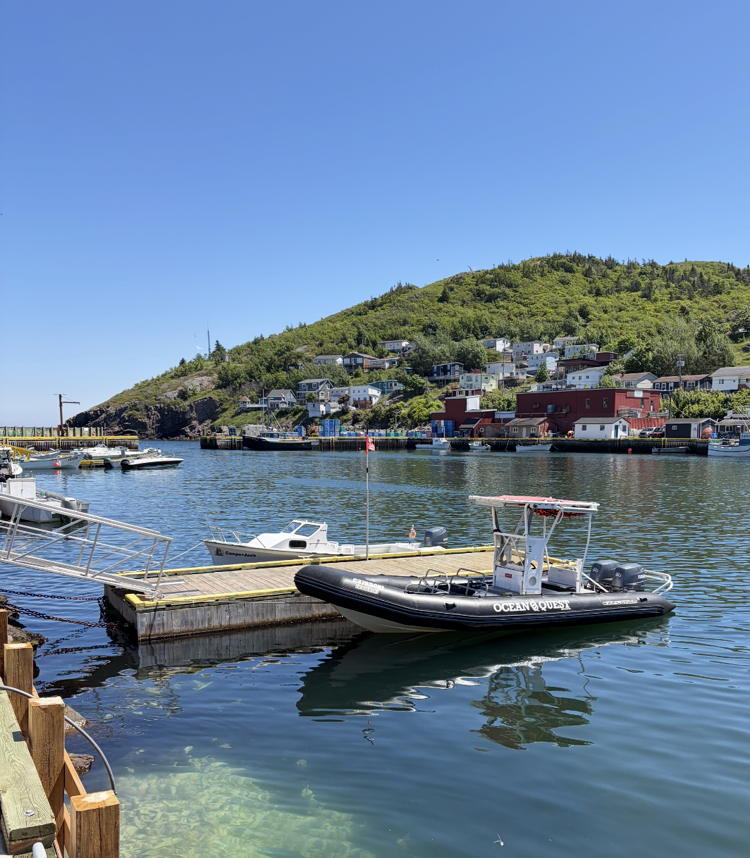 Ocean Quest Adventures NL - Locations in St. John's, Petty Harbour and Conception Bay South (snorkeling adventure tours, zodiac wildlife tours)