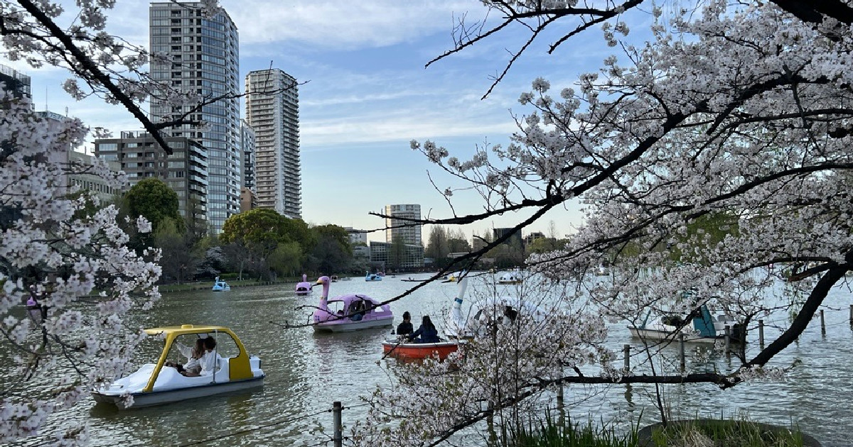 Sam's Japan Adventures: Where Culture and Connection Come Together