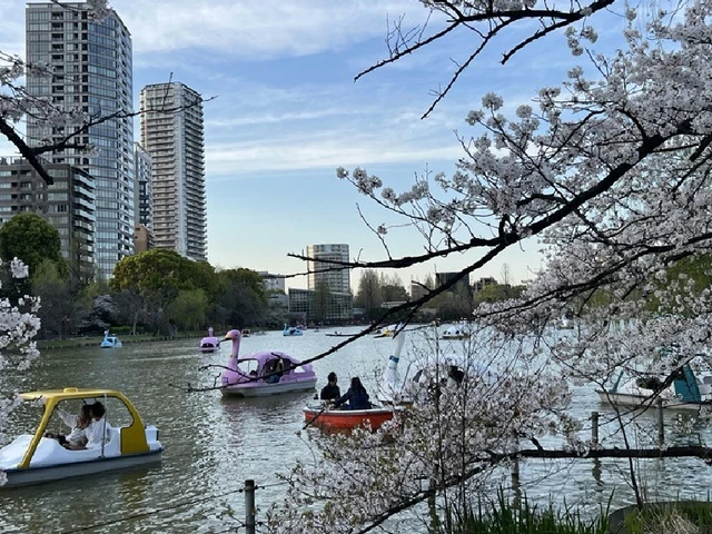 Sam's Japan Adventures: Where Culture and Connection Come Together