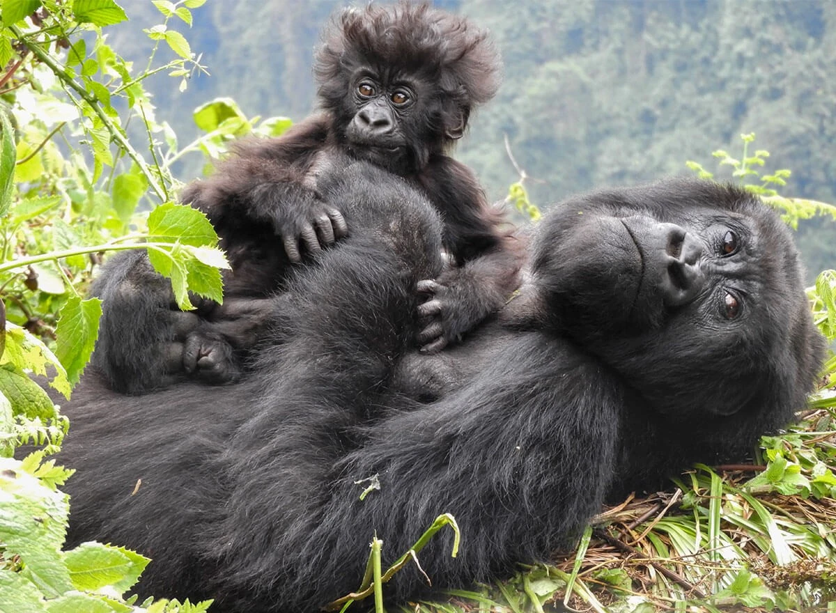 World Gorilla Day 2026: Celebrating Conservation, Community, and a New Partnership with the Dian Fossey Gorilla Fund