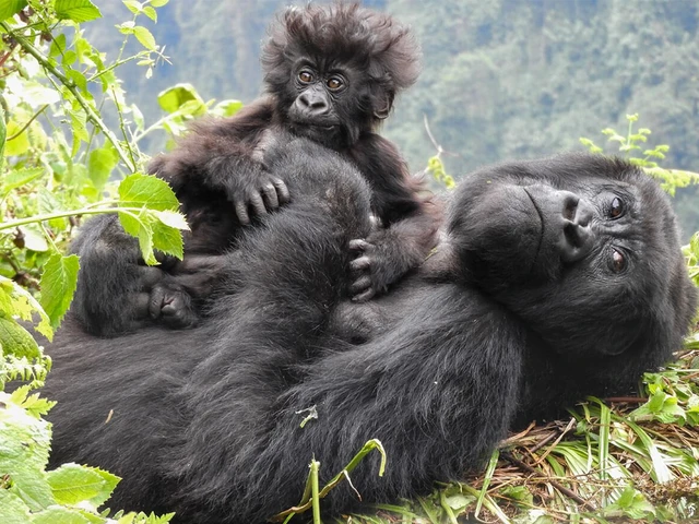 World Gorilla Day 2026: Celebrating Conservation, Community, and a New Partnership with the Dian Fossey Gorilla Fund