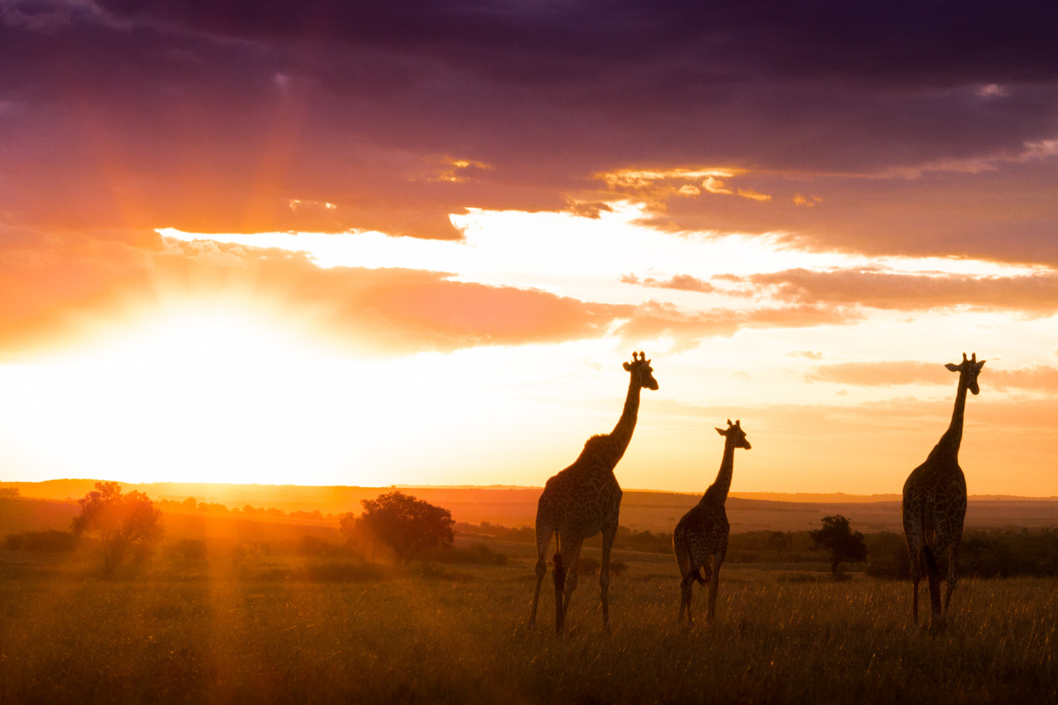 Global Journeys — Adventure & Safari