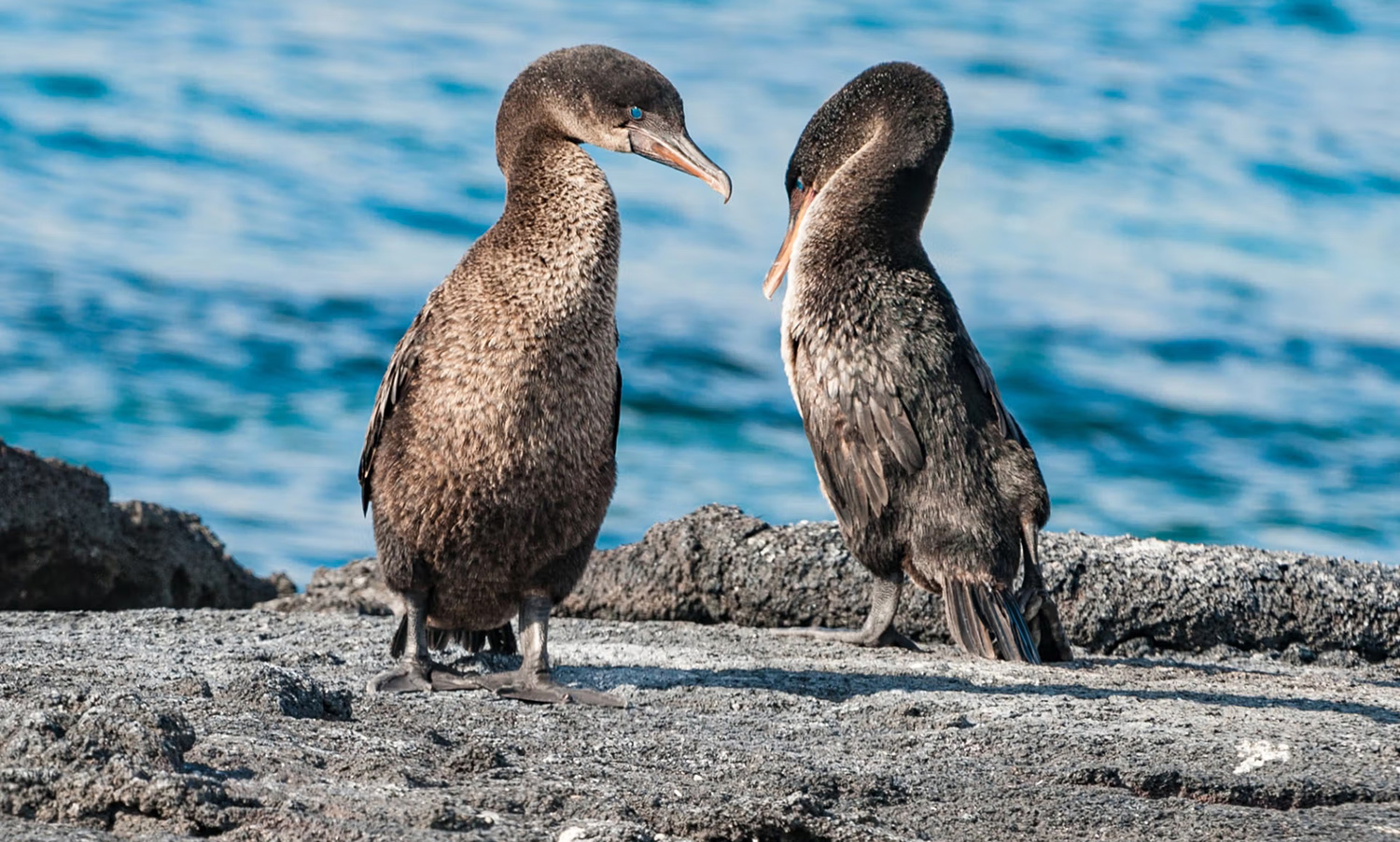 7 Nights Galapagos - Silver Origin - Jan 2028
