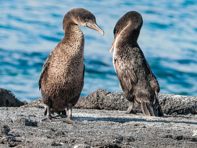 7 Nights Galapagos - Silver Origin - Jan 2028