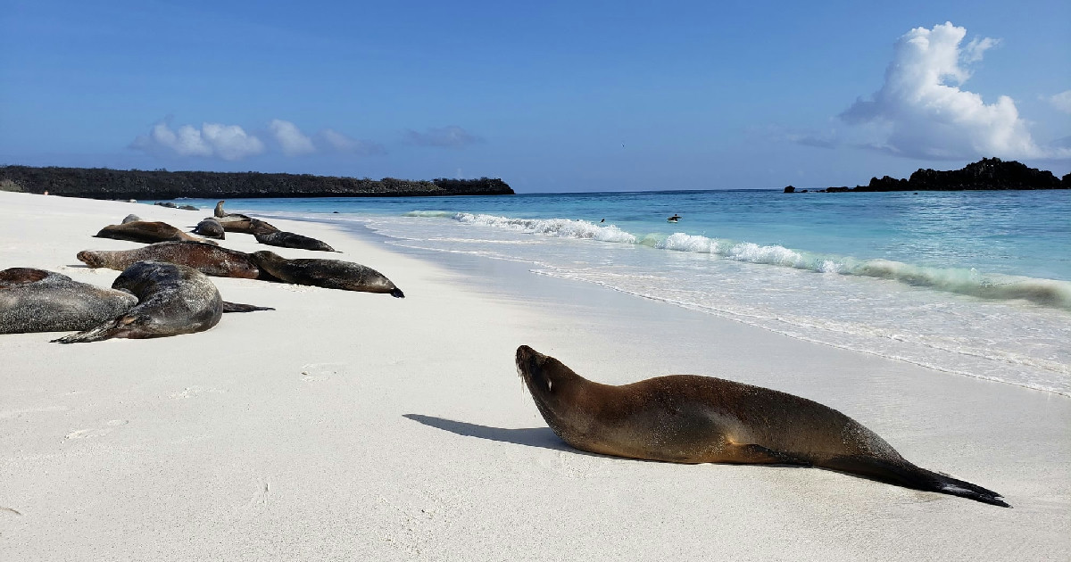 Courtney Morin's Galapagos Honeymoon: Where Hammerheads Said Hello