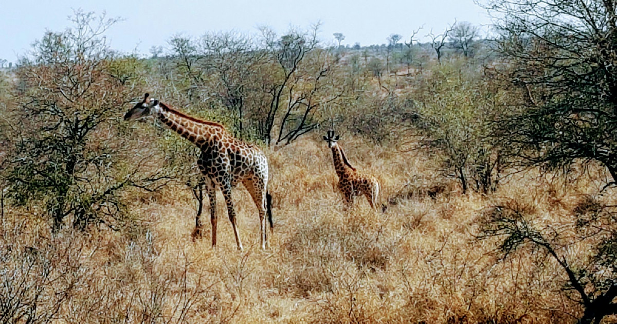 Courtney Morin's First African Safari: 17 Nights Under Canvas