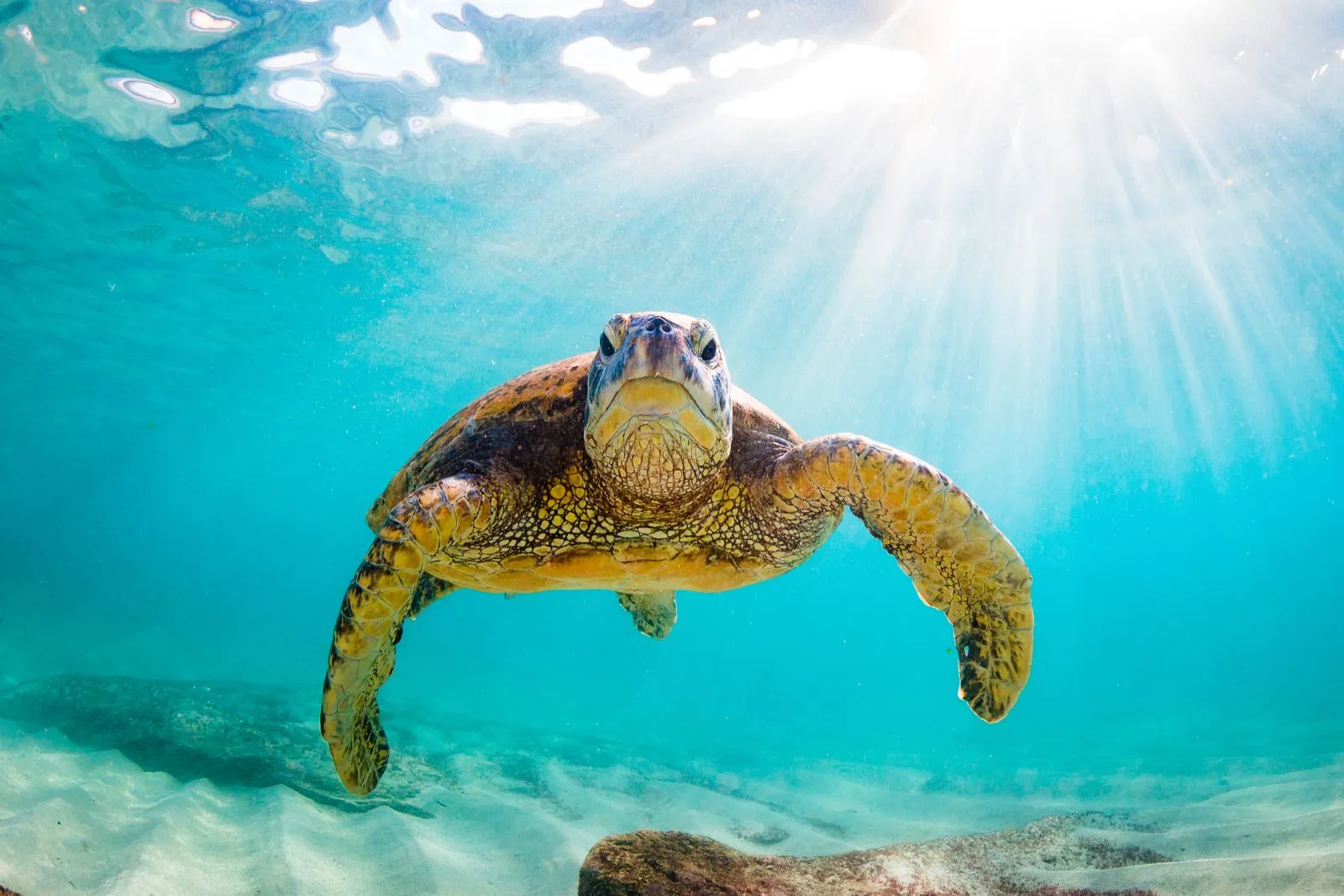 Save on Sunshine Rate Only