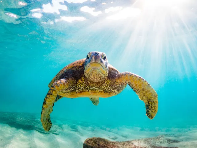 Save on Sunshine Rate Only