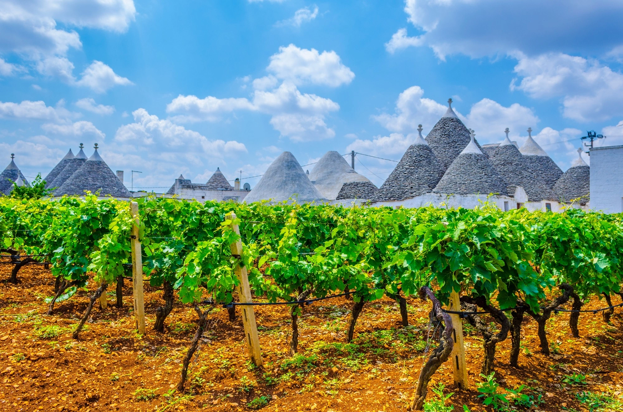 THE WINES OF PUGLIA