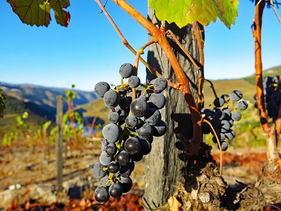 The Douro Valley