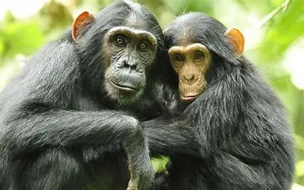 DAY7: CHIMPANZEE TRAKKING IN NYUNGWE FOREST – AFTERNOON LEISURE