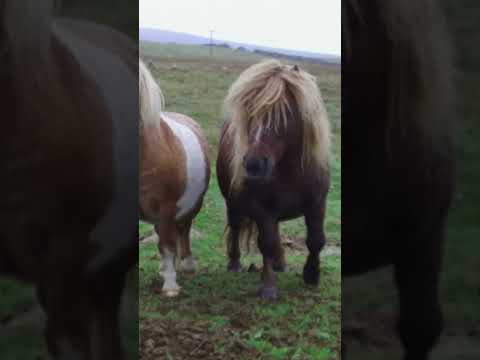 Mane Attractions: The World’s Cutest Ponies