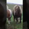 Mane Attractions: The World’s Cutest Ponies