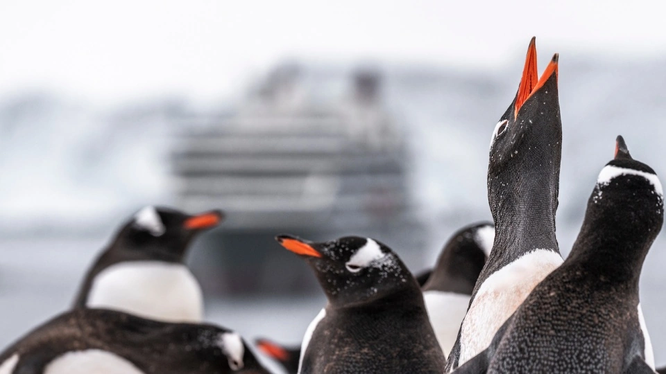 Where do Expedition Cruises Sail? And Where Will You be Able to Go Next?