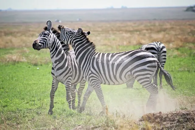 DAY 5: SERENGETI NATIONAL PARK