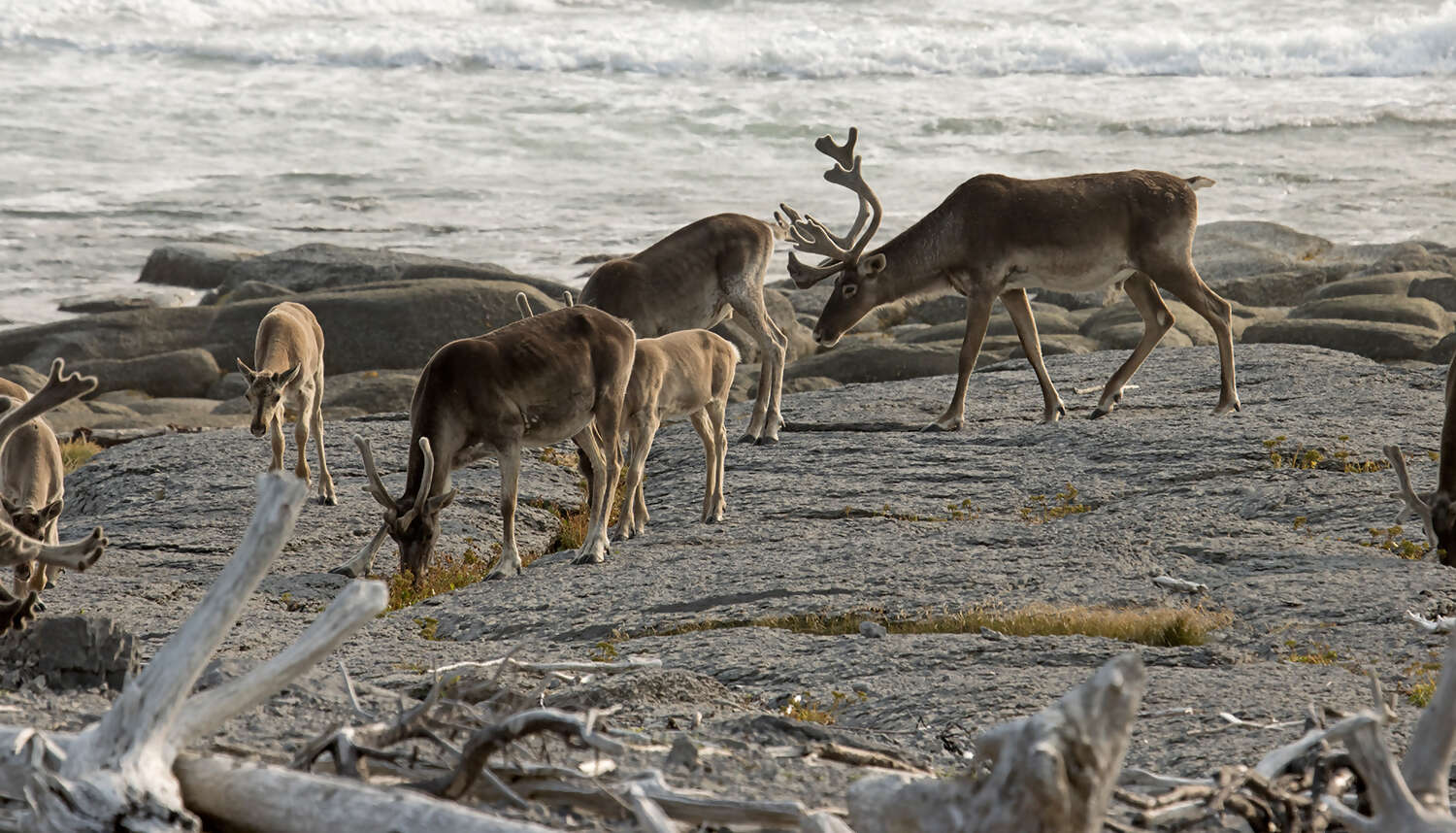 Newfoundland again June 2027