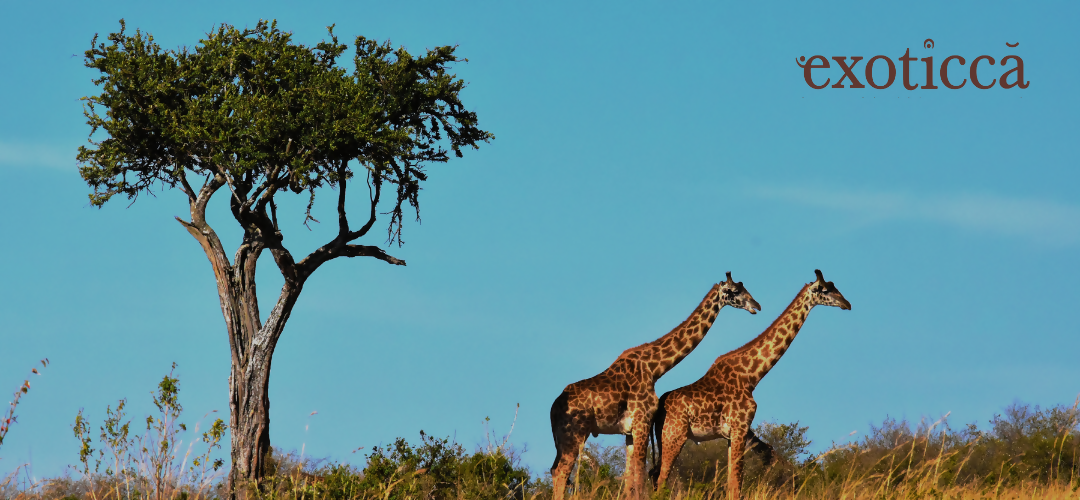 Embark on a mesmerizing journey to Morocco with Exoticca!