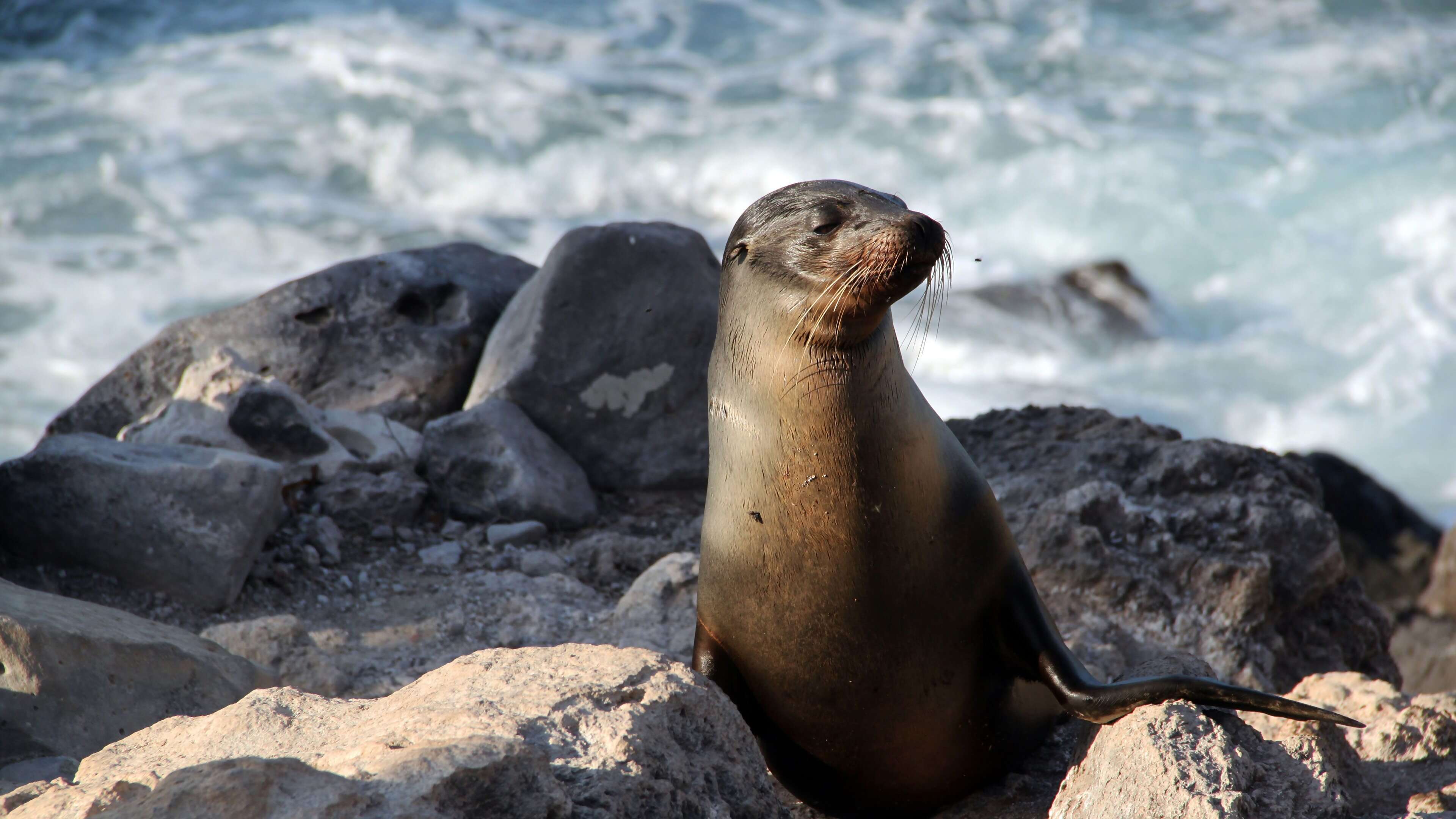 Galapagos