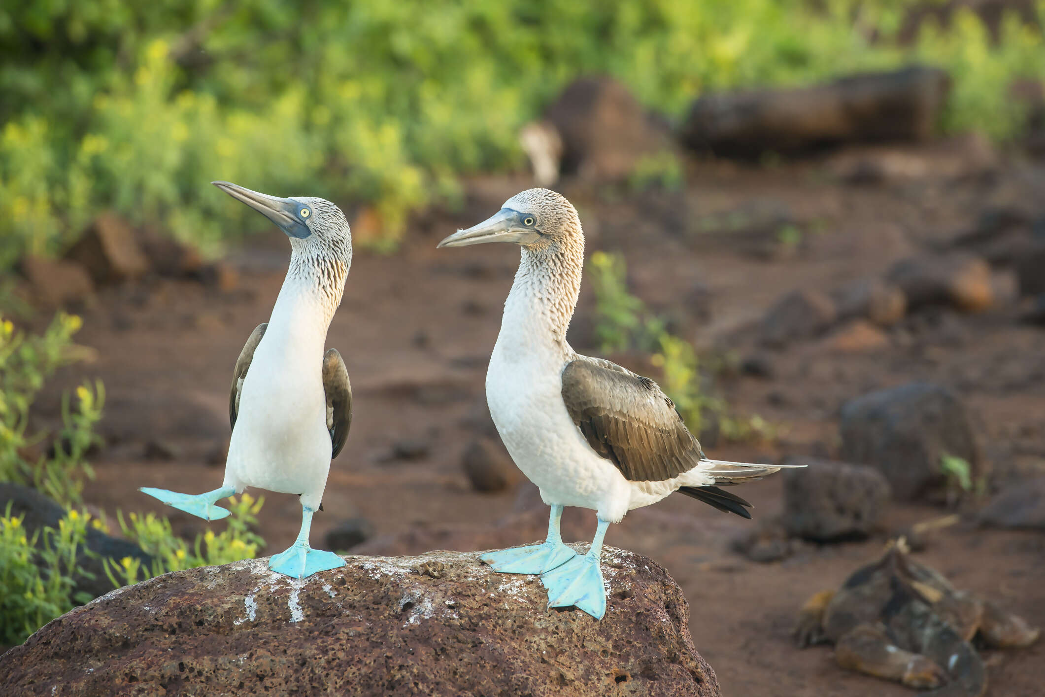 Galapagos: A Birder’s Paradise
