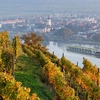 Wine-Centric Journeys Through Europe