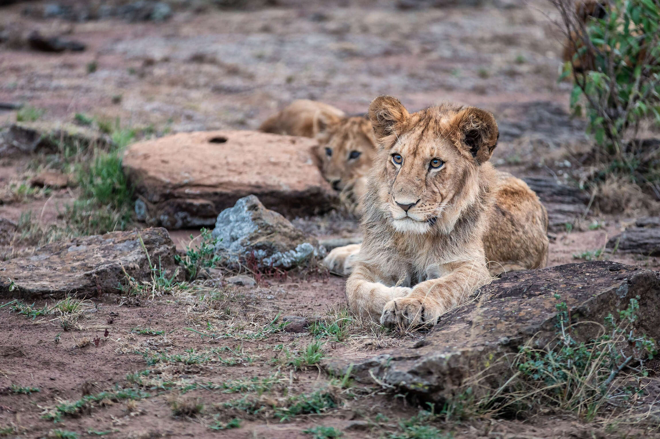 15Great-Plains-Mara-Nyika-Camp-lion-cub.jpg