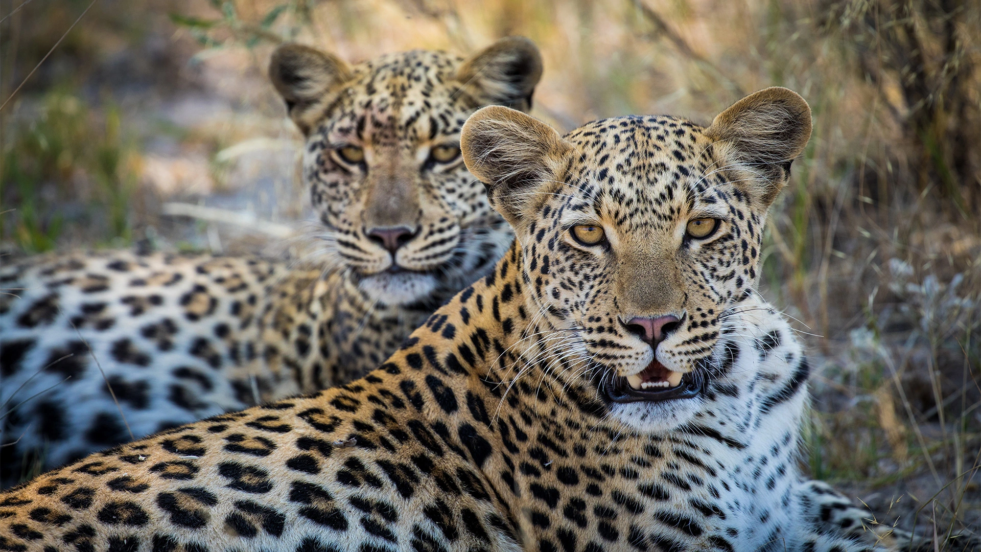 14Great-Plains-Selinda-Suite-leopard.jpg