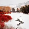 Aspen