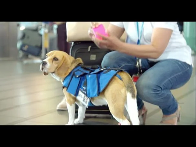 KLM's Lost and Found at the Airport