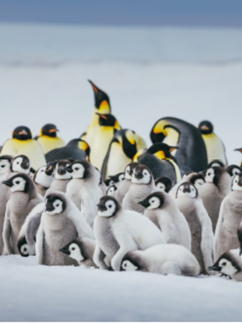 Experience A True Polar Quest with Quark Expeditions