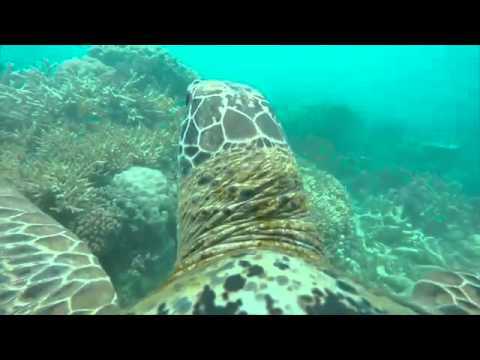 Amazing turtle's eye-view of the Great Barrier Reef!