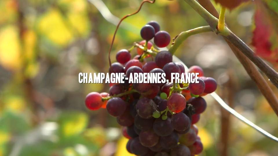 Behind the Scenes: Cave Tour and Tasting of Taittinger Champagne